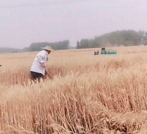 孩子失踪爆料视频播放大全,揭秘失踪背后的真相与挑战  第3张